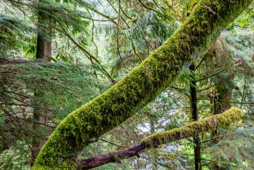 cedarcoveredwithmoss