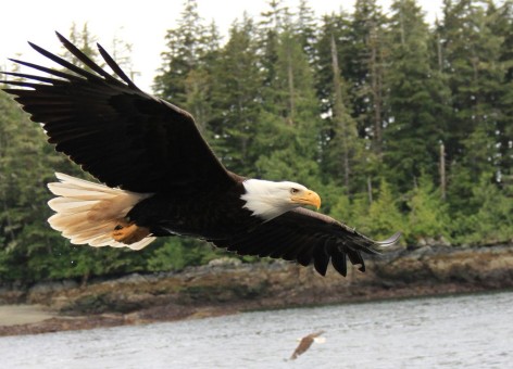 bald-eagle-18620075