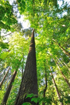 beautiful-forest