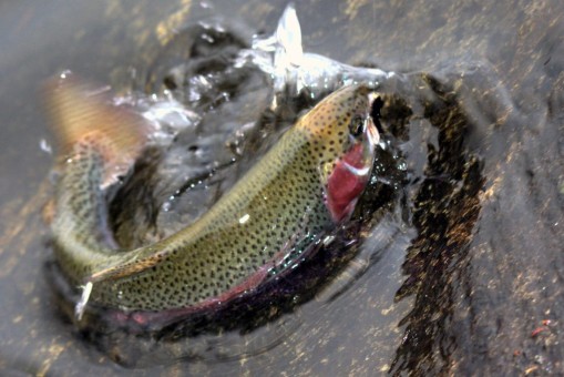rainbow-trout-1319151