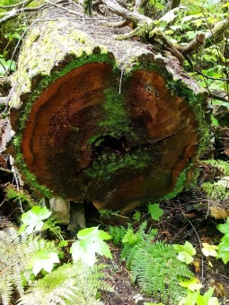 Interior Wetbelt Forest at Silvertip lodge