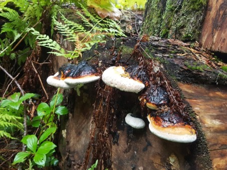 Hobson Lake Trail Beauty at Silvertip lodge