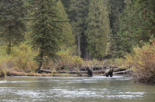 Wildlife at Silvertip lodge
