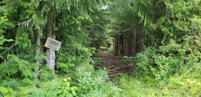 Cedar grove2