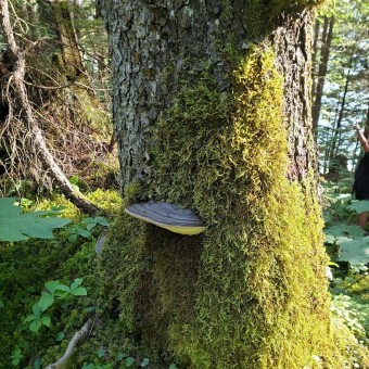 tree moss