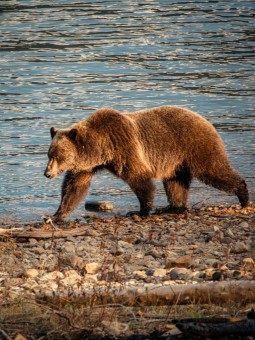 Bear 1 small
