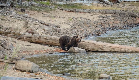 Bear 2