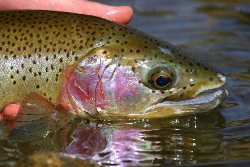 rainbow-trout-13066327