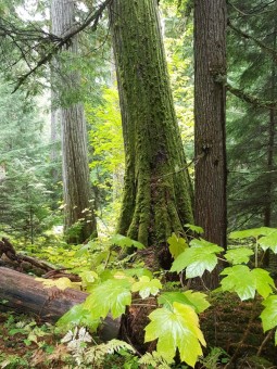 Hobson vegetation at Silvertip lodge