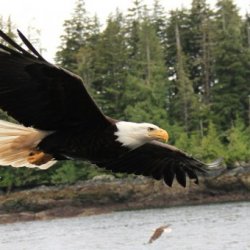 eagle flying